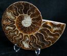 Beautiful Split Ammonite (Half) #6195-2